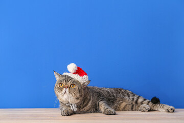 Cute exotic shorthair cat in Santa hat near color wall