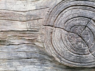 The tree is crossed with clearly visible the annular line.