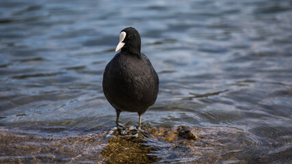 Blässhuhn auf einem Stein