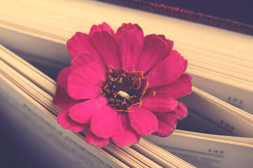Old book with romantic pink flower