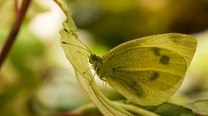 Gelber Schmetterling