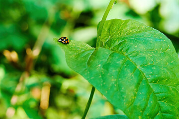Small single ladybug sitting on a green leaf. Animals and insects in the wild