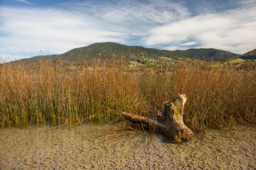 Baumstumpf vor dem Schilf im See