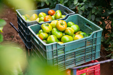 Ripe green tomatoes in plastic boxes in greenhouse. Harvest time