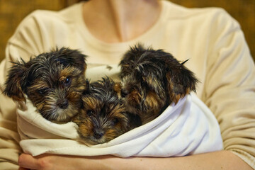 Three puppies in a diaper in the arms of the owner. Washing dogs. High quality photo