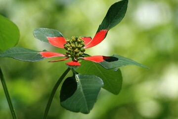Close up of a fire on the mountain flower, soft background