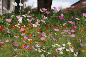 日本の秋の公園に咲くコスモスの花に止まるアゲハチョウ