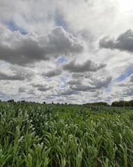 field of corn