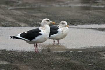 Obraz premium 厳寒の江差・ウミネコ