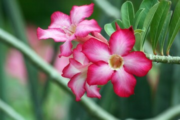 Medium wide shot of bright pink desert rose flowers in the garden