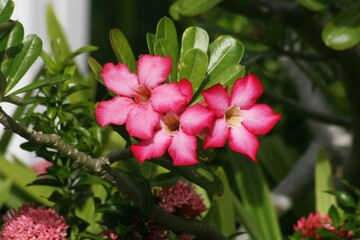 Fototapeta premium Bright pink desert rose flowers in a garden