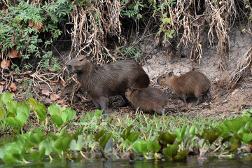 Capybara in the Pantanal, Brazil