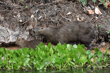 Capybara in the Pantanal, Brazil