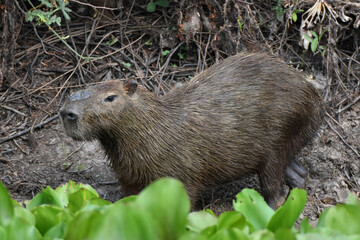 Capybara in the Pantanal, Brazil