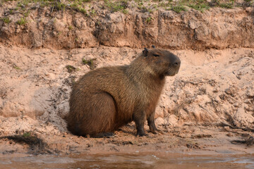 Capybara in the Pantanal, Brazil