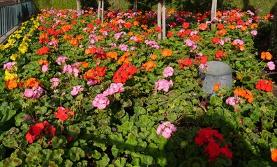 Colorful small flowes in pots at a roadside garden