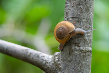 Thai  Snail or Soil Snail (Hemiplecta Distincta) on the tree leaf in the garden after rain