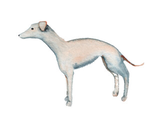 Watercolor image of italian greyhound
