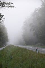 Road in a forest with morning fog.