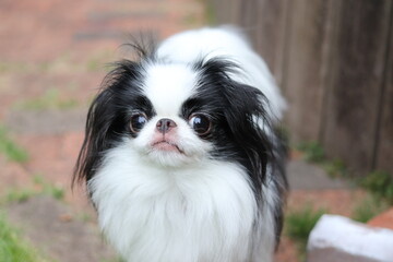 狆