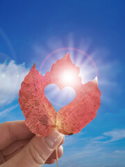 Fototapeta premium Herbstblatt vor blauem Himmel und Sonnenschein