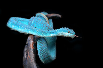 the viper snake