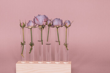 Purple rose buds in glass test tubes on a wooden stand.