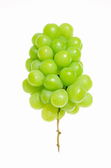 白バックに緑色の葡萄
