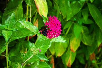 Small bouquet of pink flowers in a garden, with a bumblebee sipping nectar