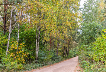 Naklejka premium Beautiful autumn forest and road. Bright yellow leaves of trees. Natural background
