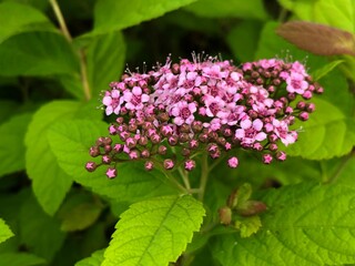 Wide shot of a beautiful bouquet of pink goldmound flowers