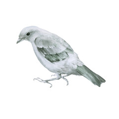 Small gray bird. Isolated on a white background.