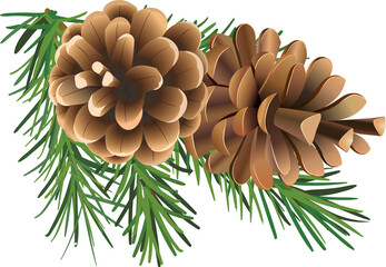 Spruce branch with cones. Vector illustration