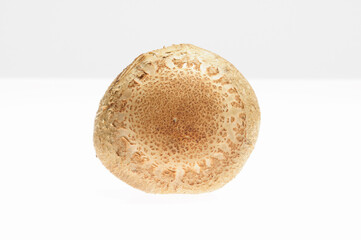 白バックにシイタケ