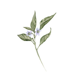 Chili pepper on a branch. Isolated on a white background.