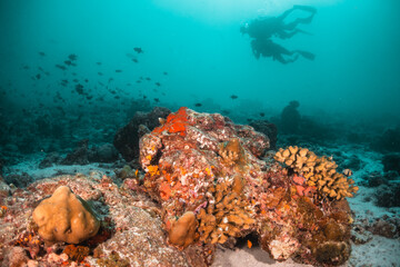 Scuba divers swimming among colorful coral reef in clear blue water, Maldives