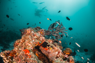 Fototapeta na wymiar Scuba divers swimming among colorful coral reef in clear blue water, Maldives