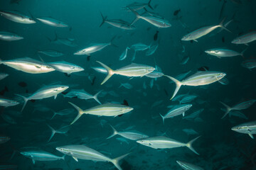 Obraz premium Schools of tropical reef fish swimming in clear blue water among colorful coral reef