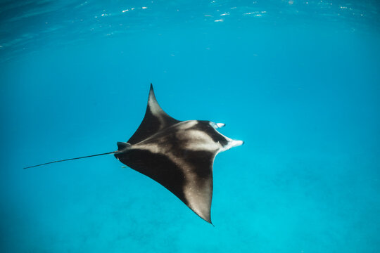Beautiful and graceful  Manta ray swimming in clear blue water at the surface