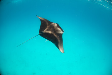 Beautiful and graceful  Manta ray swimming in clear blue water at the surface