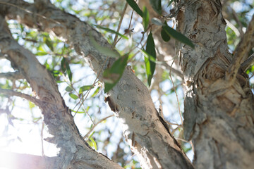 a winding bright tree