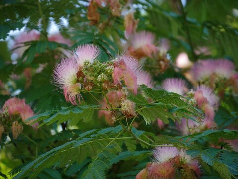 Clusters of pink siris in a garden