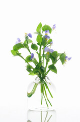白バックにツユクサのフラワーアレンジ