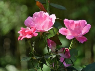 Small pink roses blooming in a garden, bokeh in the background