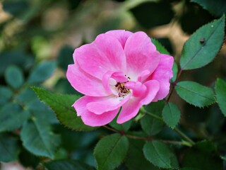 Close up of a pink rose blooming in a garden, bokeh in the background