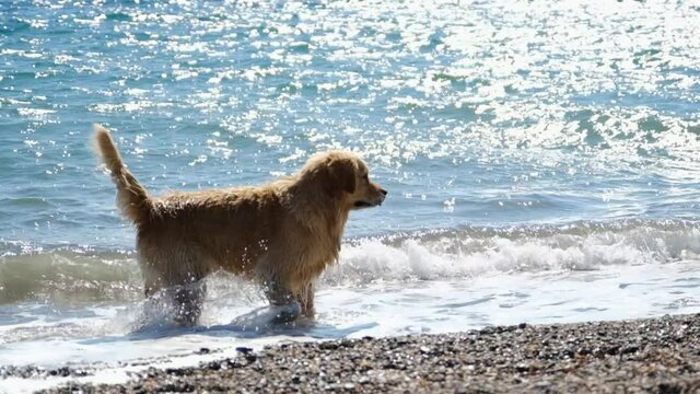 Golden retriever walks by the sea in slow motion.