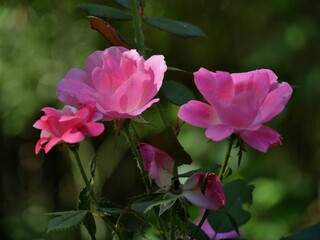 Blooming pink roses blooming in a garden, bokeh in the background