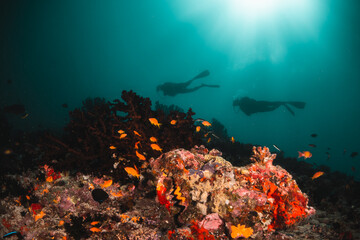 Naklejka na ściany i meble Scuba divers swimming among colorful coral reef and tropical fish in clear blue water, Indian Ocean