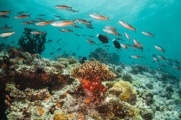 Schools of  tropical fish swimming over colorful coral reef underwater