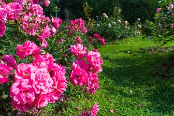 Obraz premium The Tsytsin Main Moscow Botanical Garden of Academy of Sciences. The Rose Garden